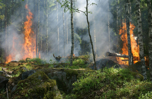Oregon Wildfire Stabilizes, California Wineries Unharmed | PDX News