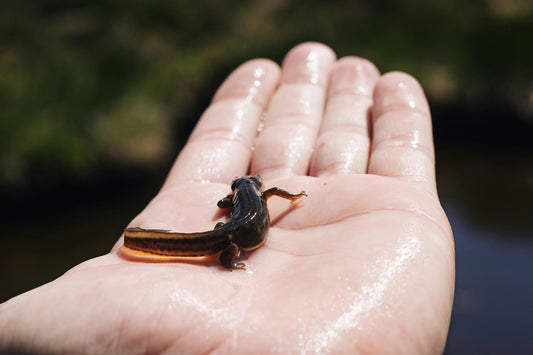 Oregon Zoo Races to Save Endangered Mazama Newts from Extinction | PDX News