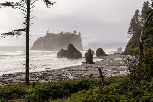 Trump Admin to Remove Protections from 2M Oregon Forest Acres | PDX News